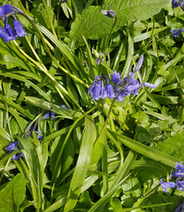 Hyacinthoides non-scripta