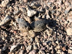 Phrynosoma platyrhinos