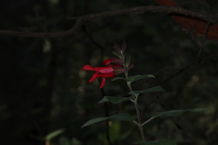 Salvia fulgens