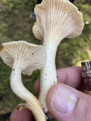Cantharellus