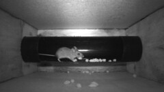 Apodemus sylvaticus