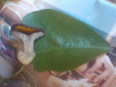 Aristolochia triangularis