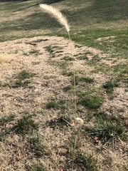 Bothriochloa laguroides