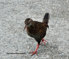 Gallirallus australis australis