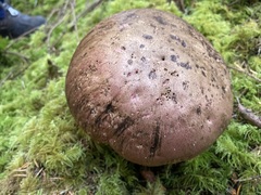 Rubroboletus pulcherrimus
