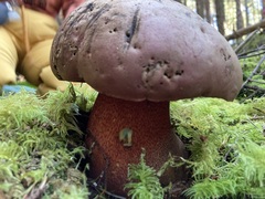 Rubroboletus pulcherrimus