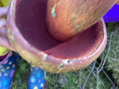 Rubroboletus pulcherrimus
