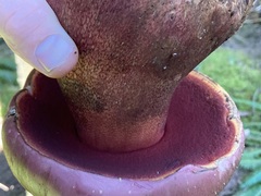 Rubroboletus pulcherrimus