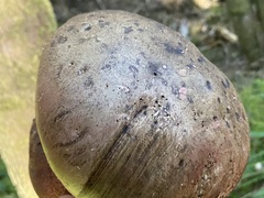 Rubroboletus pulcherrimus