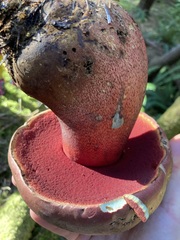 Rubroboletus pulcherrimus