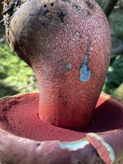 Rubroboletus pulcherrimus