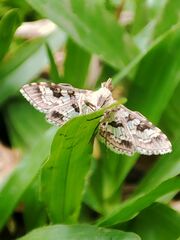 Sameodes cancellalis