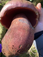 Rubroboletus pulcherrimus