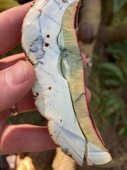 Rubroboletus pulcherrimus