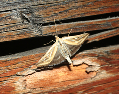 Pyraloidea