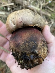 Rubroboletus