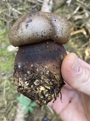 Rubroboletus