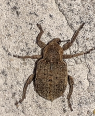Brachypera zoilus