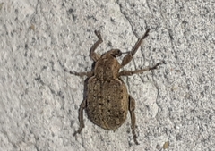 Brachypera zoilus
