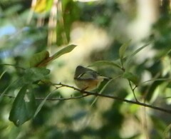 Vireo griseus
