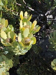 Leucadendron arcuatum