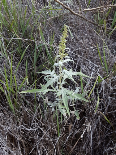 woolly marsh elder (Leuciva dealbata)