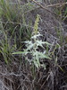 Woolly Marsh Elder - Photo (c) Alex Abair, some rights reserved (CC BY), uploaded by Alex Abair