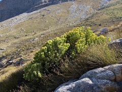 Leucadendron arcuatum