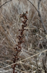 Sarcoglottis schaffneri