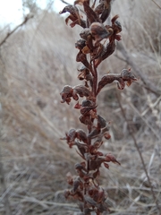 Sarcoglottis schaffneri