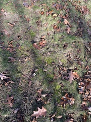 Selaginella apoda
