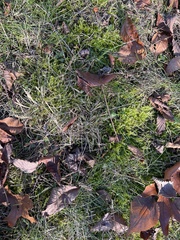 Selaginella apoda
