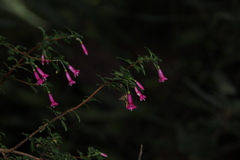 Fuchsia