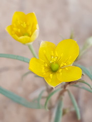 Talinum polygaloides