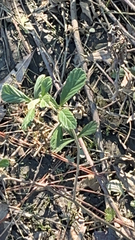 Rubus cuneifolius
