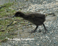 Gallirallus australis australis