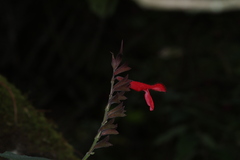 Salvia fulgens