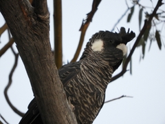 Short-Billed Black-Cockatoo photo 5