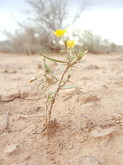 Talinum polygaloides