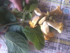 Amphilophium crucigerum