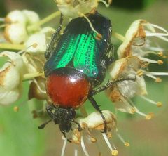 Leucocelis