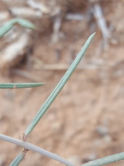 Talinum polygaloides