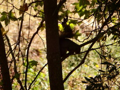 Sciurus niger