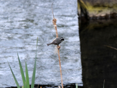 Periparus ater britannicus