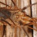 European Harvestman - Photo (c) Jason M Crockwell, some rights reserved (CC BY-NC-ND), uploaded by Jason M Crockwell