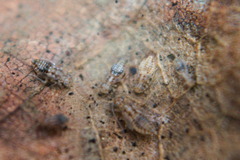 Ectopsocus