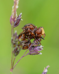 Sicus ferrugineus