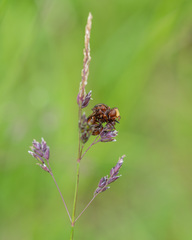 Sicus ferrugineus