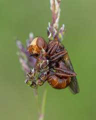 Sicus ferrugineus