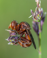Sicus ferrugineus